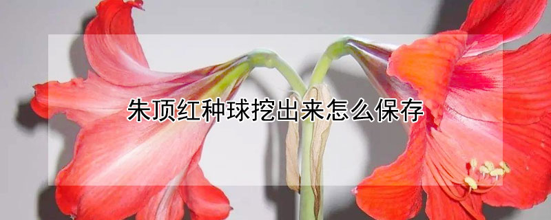 朱顶红种球挖出来怎么保存（朱顶红种球挖出来怎么保存好）
