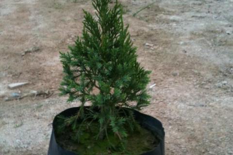 圆柏是什么植物