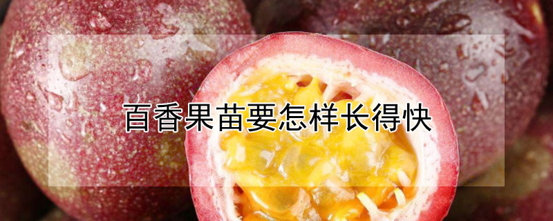 百香果苗要怎样长得快 百香果苗要怎样长得快一点