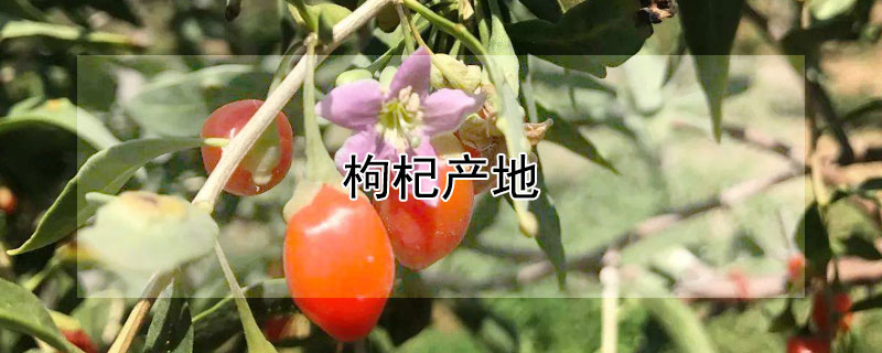 枸杞产地（枸杞产地哪地方最好）