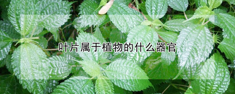 叶片属于植物的什么器官（叶片属于植物的什么器官图片）