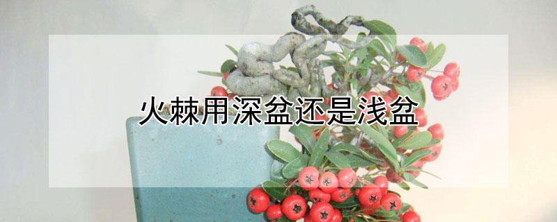 火棘用深盆还是浅盆（火棘宜用深盆）