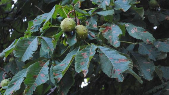 马栗是什么植物 马栗是什么植物?