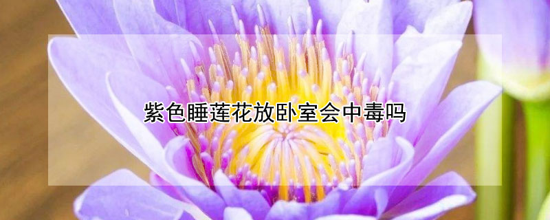 紫色睡莲花放卧室会中毒吗 紫睡莲花有毒吗?