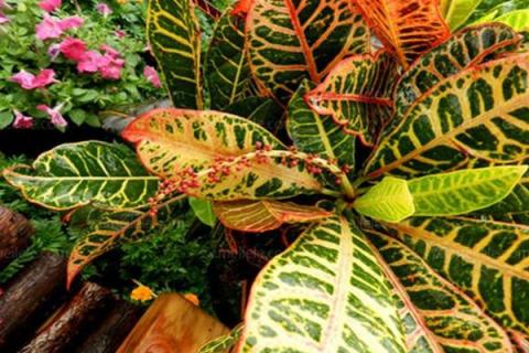 变色木冬天叶子掉光了还能活吗