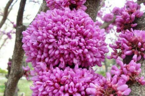 紫金花和紫荆花一样吗