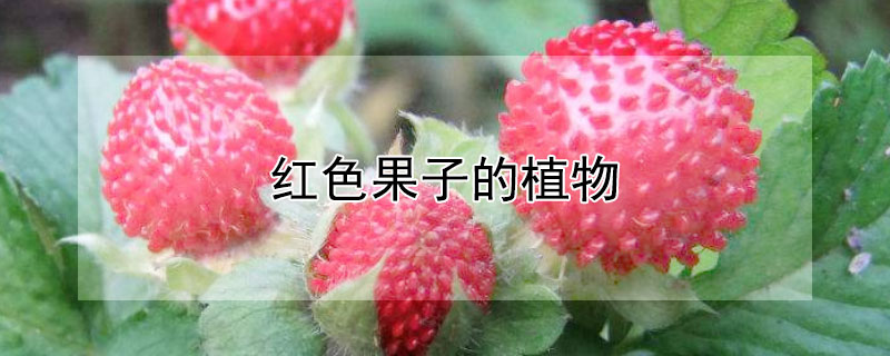 红色果子的植物（冬天红色果子的植物）