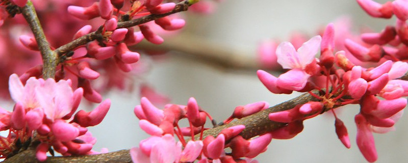 紫荆花特征 紫荆花特征的描写