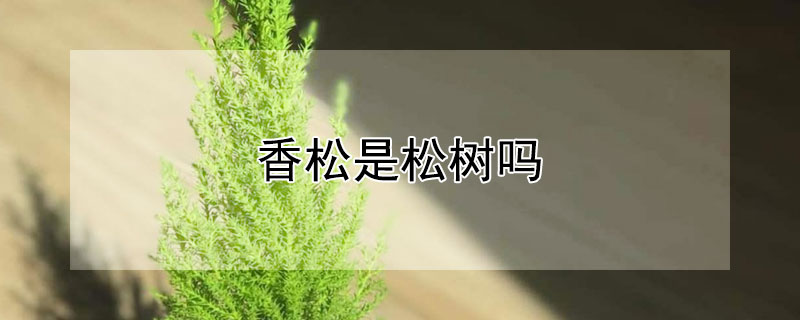 香松是松树吗 香松属于松树吗