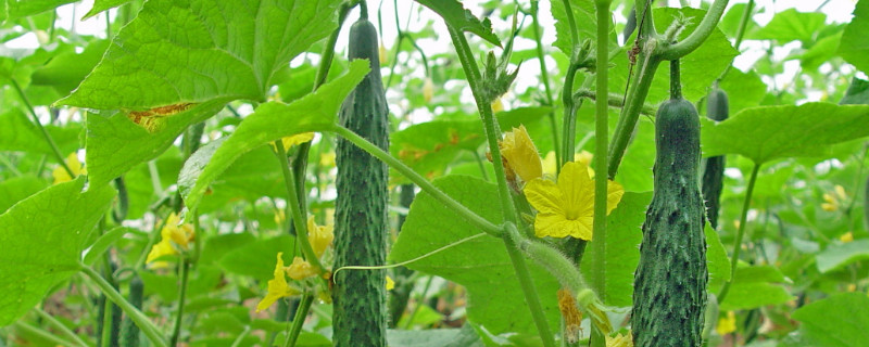 黄瓜叶子打卷怎么回事 黄瓜卷叶是怎么回事