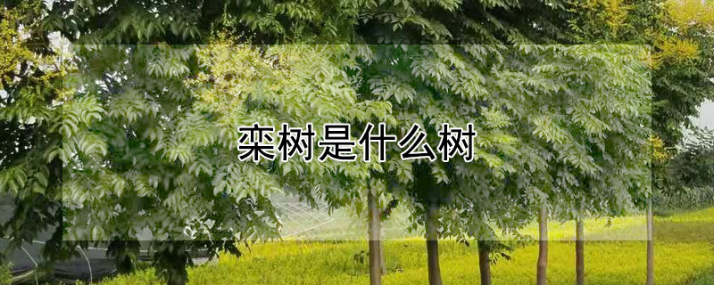 栾树是什么树（栾树是什么树形）