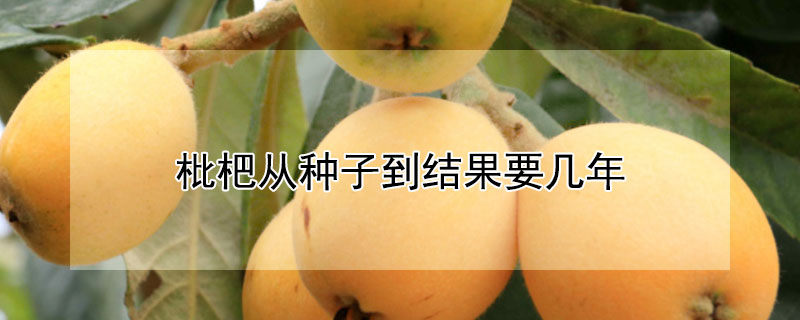 枇杷从种子到结果要几年 枇杷种子几年可以结果