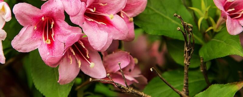 五角梅如何扦插 五角梅如何扦插成活率高