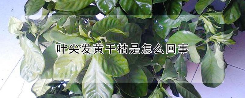 叶尖发黄干枯是怎么回事（月季花叶尖发黄干枯是怎么回事）