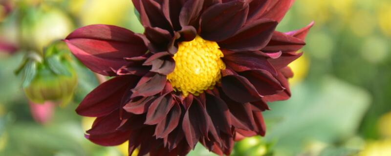 小丽花和大丽花的区别 小丽花好看还是大丽花好看