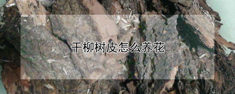 干柳树皮怎么养花（干柳树皮养花怎么处理）