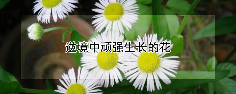 逆境中顽强生长的花（逆境中顽强生长的花是什么花）