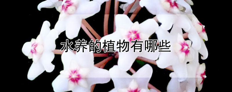 水养的植物有哪些（可以用水养的植物有哪些）