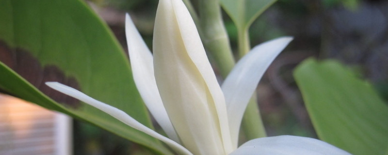 黄果兰掉叶是什么原因（黄果兰落叶是什么原因）