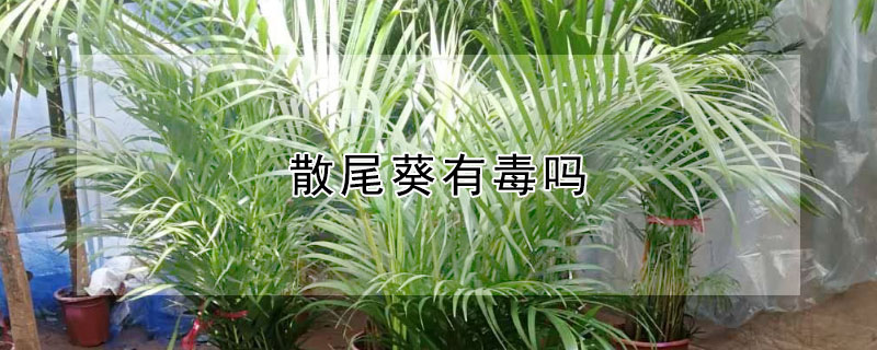 散尾葵有毒吗（散尾葵有毒吗能放室内吗）