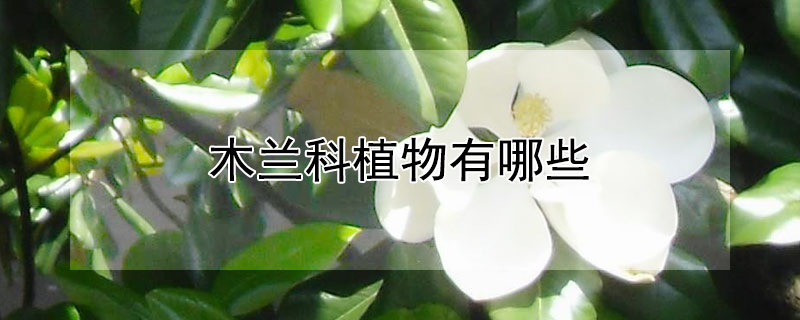 木兰科植物有哪些 木兰科植物有哪些特征