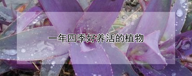 一年四季好养活的植物 一年四季好养活的植物图片