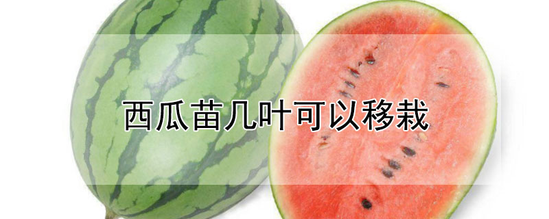 西瓜苗几叶可以移栽（西瓜苗几叶移栽最好）
