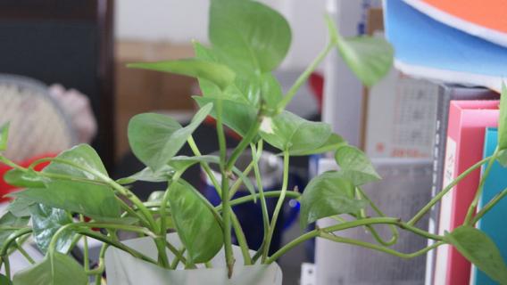 水培植物有哪些 水培植物有哪些图片