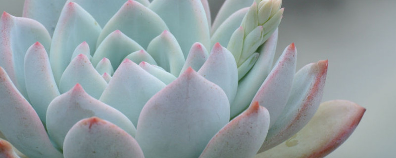 多肉的叶子发软发皱怎么办 多肉的叶子发软发皱怎么办视频