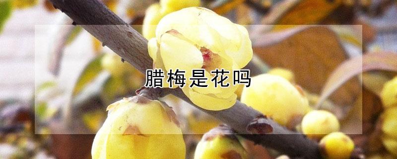 腊梅是花吗（腊梅是梅花么）