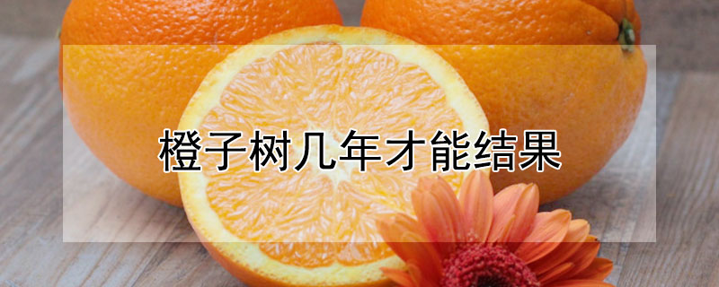 橙子树几年才能结果 橙子树几年结果实