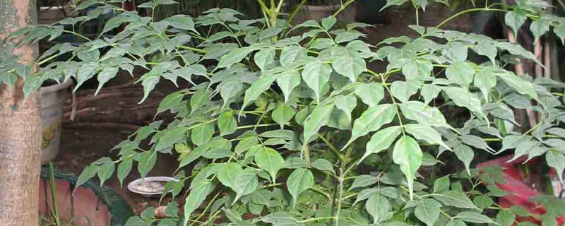 富贵树的栽培和修剪 富贵树的栽培和修剪方法