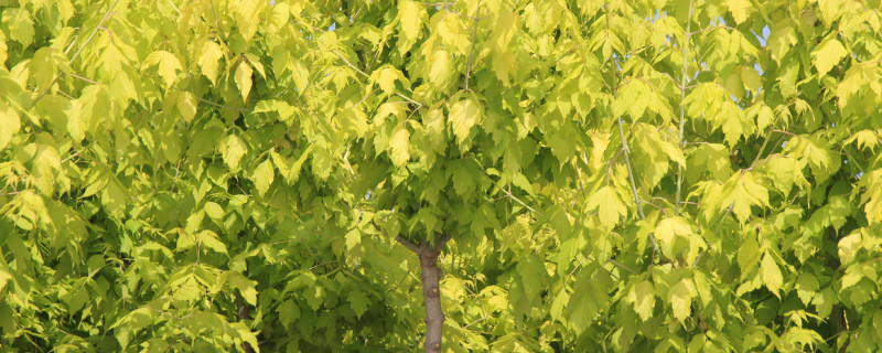 黄金枫什么时候变黄（黄金枫生长快吗）