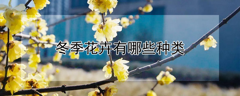 冬季花卉有哪些种类（冬季花卉有哪些种类室内）