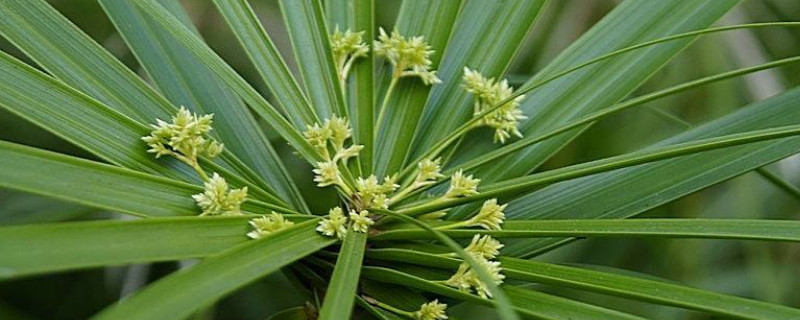 水竹养在家里有害吗 家里养水竹有毒吗