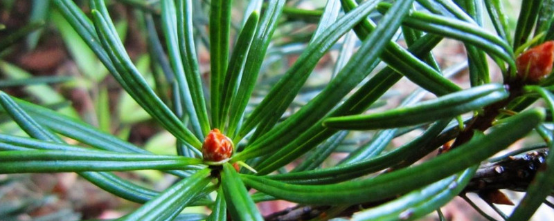 银衫是什么植物 银衫是什么植物?