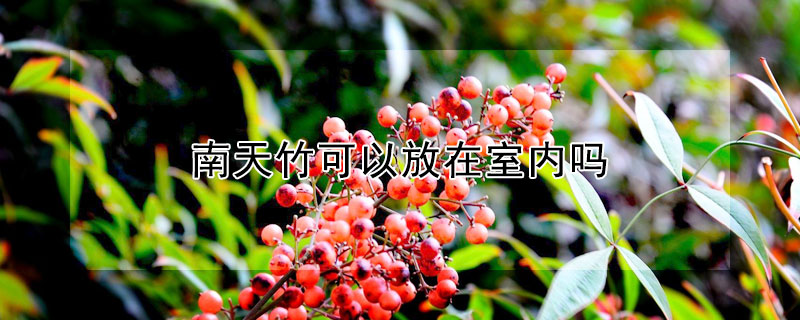南天竹可以放在室内吗（南天竹冬天可以放室外吗）