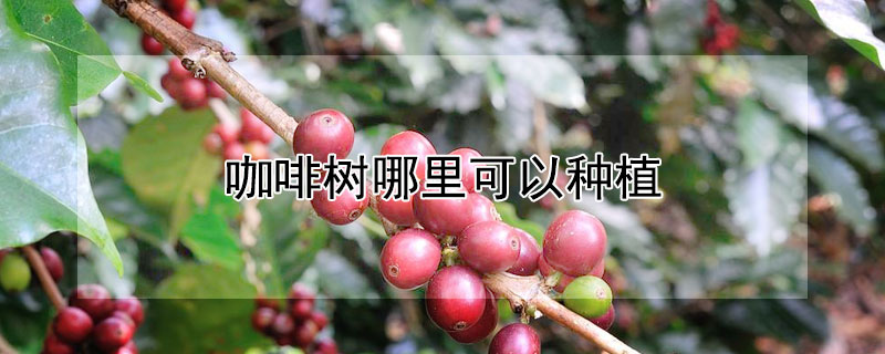 咖啡树哪里可以种植（咖啡树在哪里种植）
