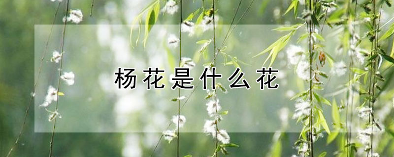 杨花是什么花 杨花是什么季节开的