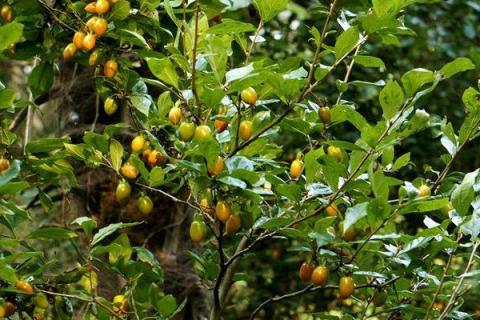 老鸦柿耐寒零下多少度