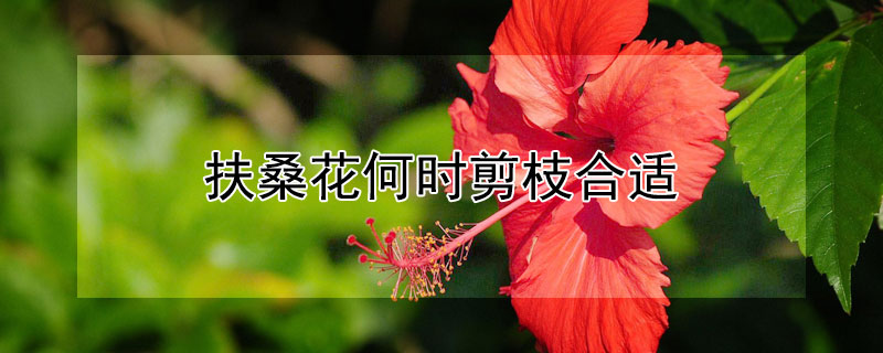 扶桑花何时剪枝合适? 扶桑花什么时候剪枝好
