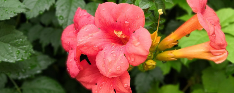 凌霄种植方法和注意事项（凌霄种植方法和注意事项图片）