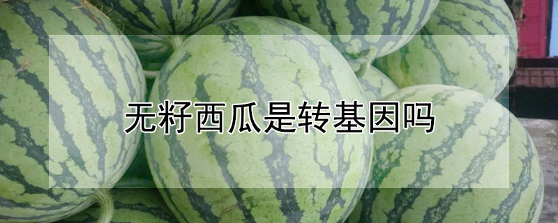 无籽西瓜是转基因吗 无籽西瓜是转基因吗为什么
