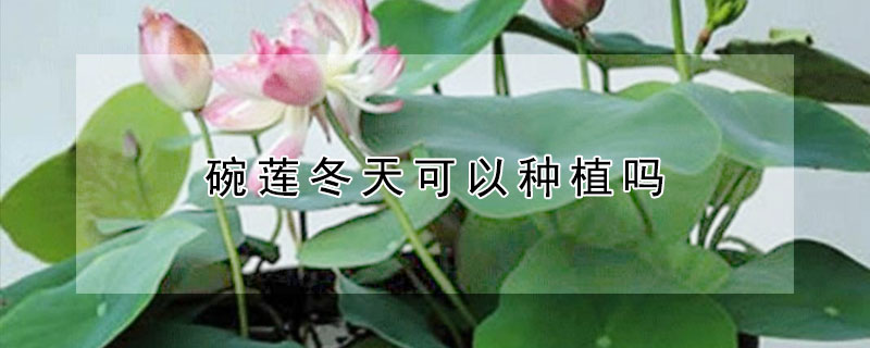 碗莲冬天可以种植吗（碗莲冬天可以种植吗视频）