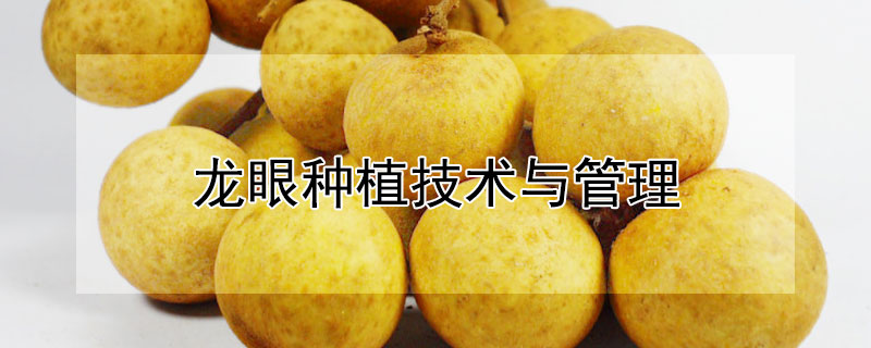 龙眼种植技术与管理 龙眼的种植和管理技术