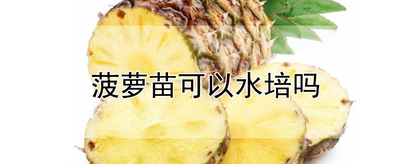 菠萝苗可以水培吗 菠萝苗可以水培吗怎么养