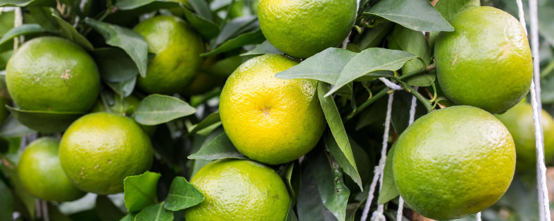 沃柑和皇帝柑什么区别（帝王柑和沃柑的区别）