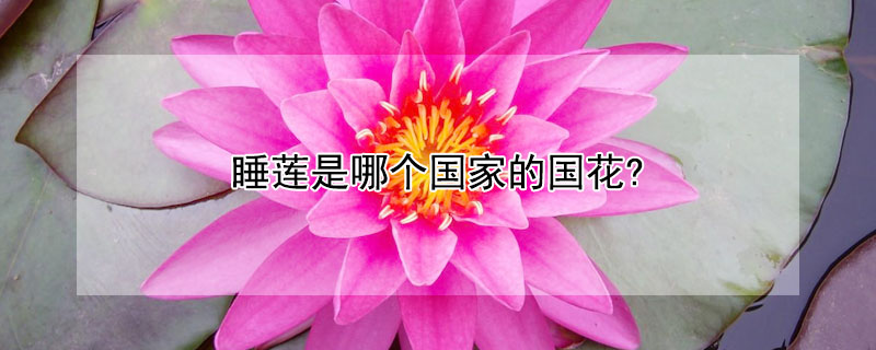 睡莲是哪个国家的国花? 睡莲是哪个国家的国花呢