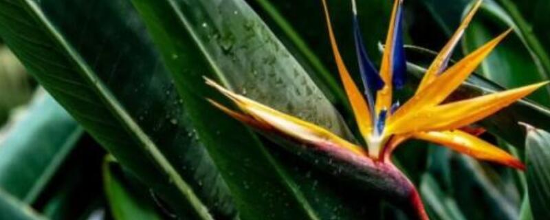 鹤望兰太高了怎么办（鹤望兰长太高咋办）