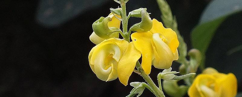 绿豆花是什么颜色的（绿豆花是什么颜色的花）